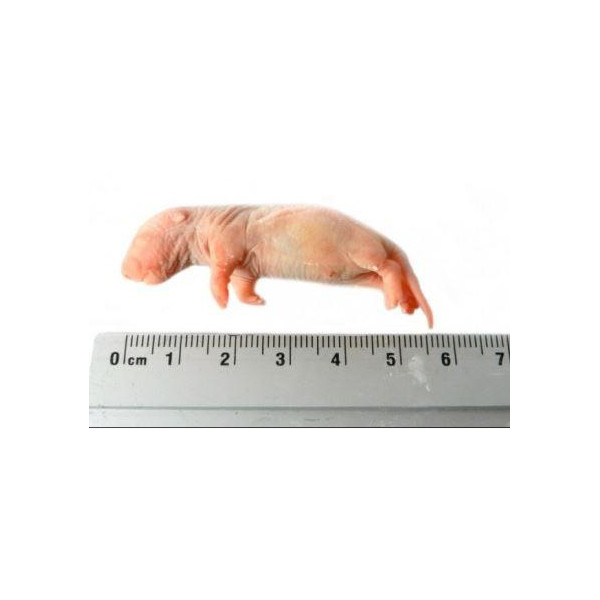 Rat bébé 5g congelé (*25)