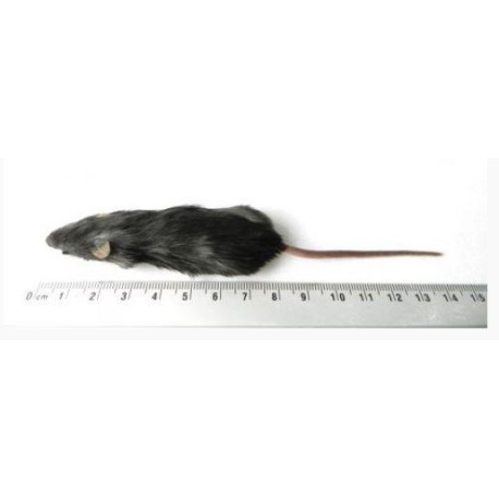 Souris adulte 15-25g congelée