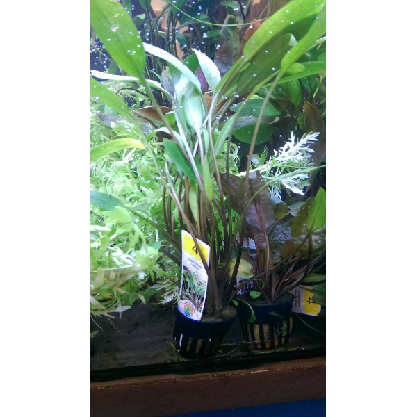 Cryptocoryne lucens - Aquabiance